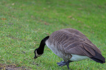 Goose © RobertoGlez17