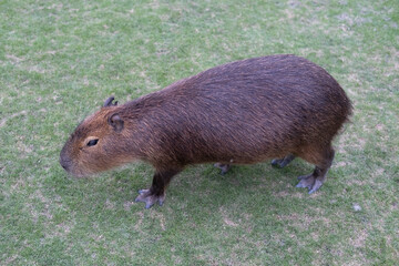 Capybara on the grass.