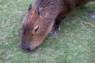 Capybara on the grass.