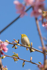 河津桜とメジロ　千葉県習志野市　日本