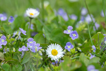 Closeup of a daisy blossom (Bellis perennis) in a green lawn with blue veronica blossoms.