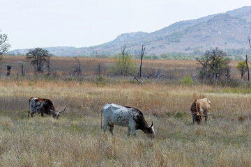 Longhorn steer at the Wichita Mountains National  wildlife refuge Oklahoma