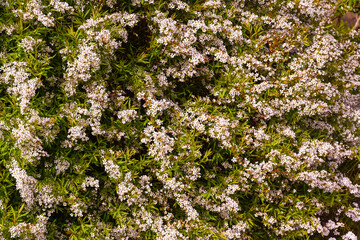 A wonderful white meadowsweet in full bloom. Baden Wuerttemberg, Germany, Europe