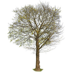 Spring Tree isolated on white. Cut-out of a maple tree.