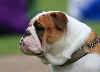 English Bulldog closeup