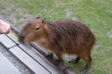 Feed the capybara in the farm.