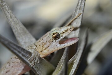 small lizard on a leaf