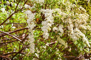 A wonderful white meadowsweet in full bloom. Baden Wuerttemberg, Germany, Europe