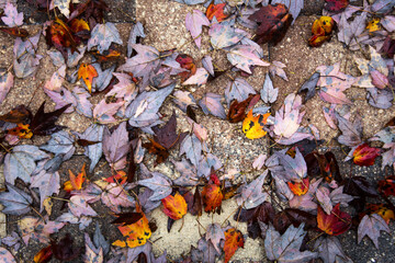 Red, brown, yellow, orange Autumn leaves spread on stone ground.