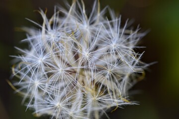 closeup of a dandelion seed head