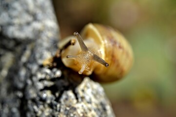 closeup of a snail