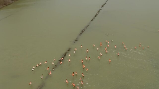 aerial image with  drone of the flamingos in nature in curaçao caribbean