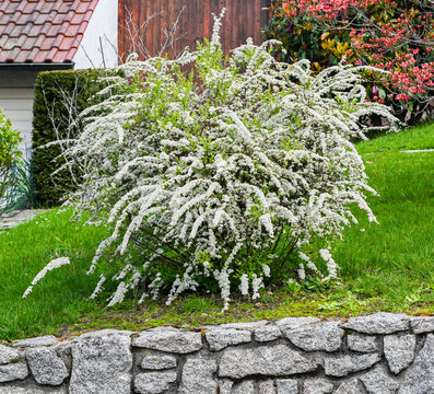 A wonderful white meadowsweet in full bloom. Baden Wuerttemberg, Germany, Europe