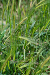 Green Rye in day time, soft background, Vertical composition. Landscape young wheat seedlings growing in a field. Green wheat growing in soil. Sprouting rye agriculture on a field. Sprouts of rye