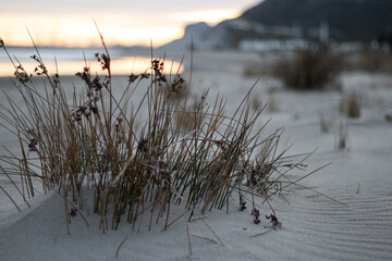 Bonita vegetacion en playa desierta durante la puesta de sol