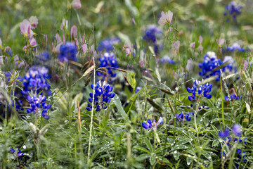 flowers in the field