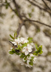 white cherry blossom