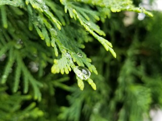 Raindrop on pine