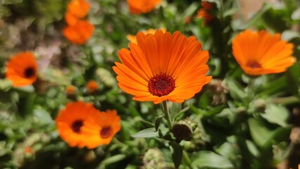 Orange flowers