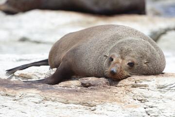 Fototapeta premium Neuseeländischer Seebär / New Zealand fur seal / Arctocephalus forsteri
