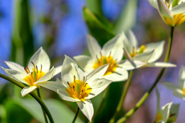 Tulips of the Turkestan variety, with white petals and a yellow center, close-up