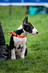 Miniature bull terrier puppy of black and white color in an orange collar and on leash walks on the green grass and enjoys life. Russia, Krasnodar April 18, 2021-Dog show of all breeds.