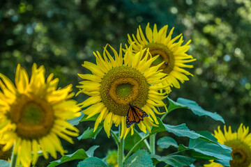 Monarch butterfly on a sunflower