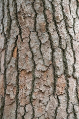 Bark of pine tree. Natural coniferous bark background