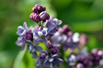 Violette Fliederblüten im Frühling