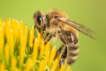 Beautiful honey bee closeup on flower gather nectar and pollen. Animal sitting for pollination. Important insect for environment ecology ecosystem. Awareness of nature climate change sustainability