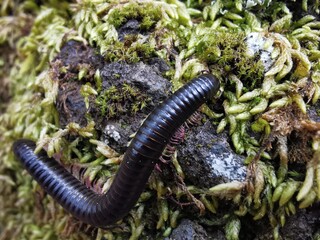 Closup of a black worm