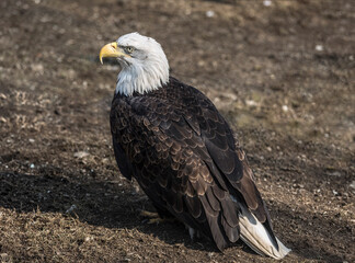 Bald eagle sitting on the ground, close-up