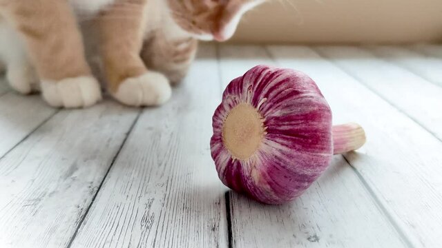 Ginger cat plays with garlic. Tabby kitten touches red garlic with its paw. View from above. A young cat is sitting on a wooden surface.