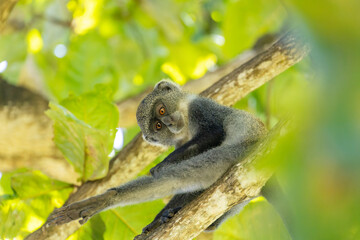 White-throated Monkey (cercopithecus albogularis) in a tree, Kenya, Africa