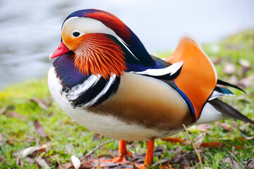 A Mandarin Duck in a Park, Heilbronn, Germany