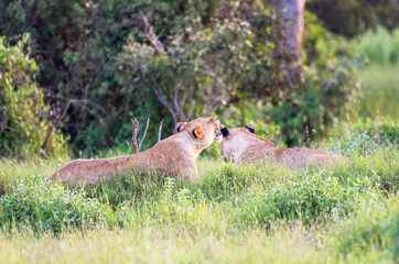 Two Female Lions in Tsavo East National Park, Kenya, Africa
