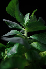 Cabbage Regrowth 