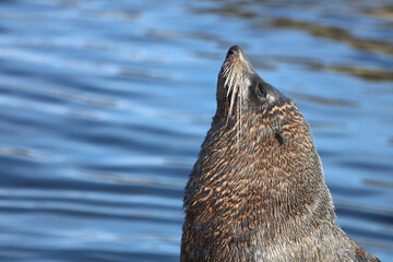Neuseeländischer Seebär / New Zealand fur seal / Arctocephalus forsteri