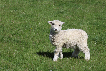 Romneyschaf / Romney sheep / Ovis.