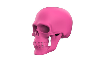 3d render skull of the human isolated on a white background