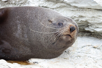 Neuseeländischer Seebär / New Zealand fur seal / Arctocephalus forsteri