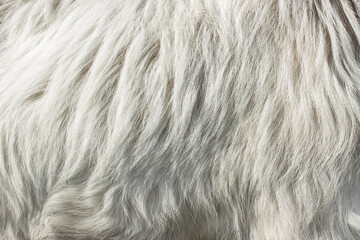 goat hair
