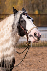 Irish cob mare portrait