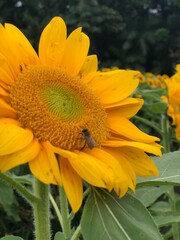 bee on sunflower