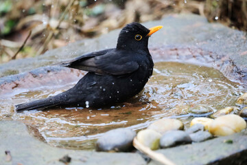 A Blackbird in a Garden, Germany, Europe