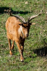 portrait of rove goat in pasture