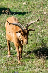 portrait of rove goat in pasture