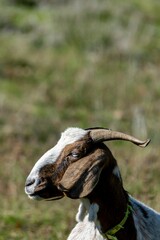 portrait of rove goat in pasture