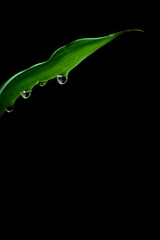leaf with water drops