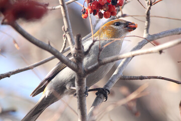 Pine Grosbeak eating Mountain Ash Berries